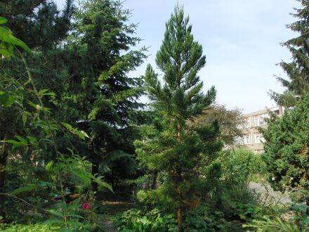 Sequoiadendron giganteum – mammoetboom