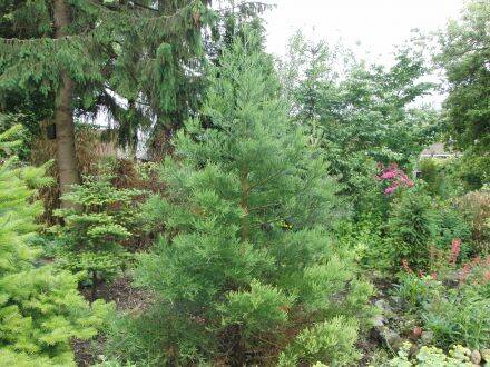 Sequoiadendron giganteum – mammoetboom