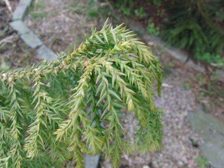 Taiwania cryptostroboides – Taiwanese cipres
