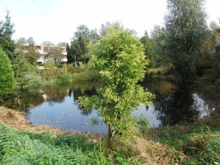 Taxodium distichum – moerascipres