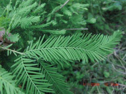 Taxodium distichum – moerascipres