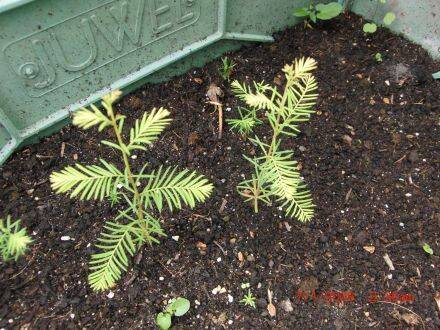Taxodium mucronatum – Mexicaanse moerascipres
