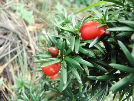 Taxus baccata 'Standishii' – goudgele taxus