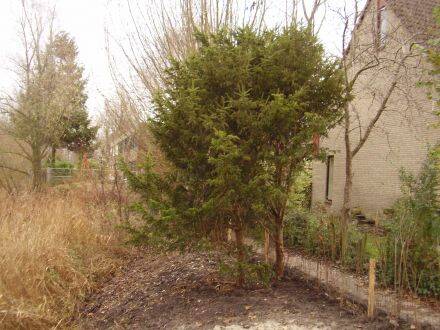 Taxus cuspidata – Japanse taxus