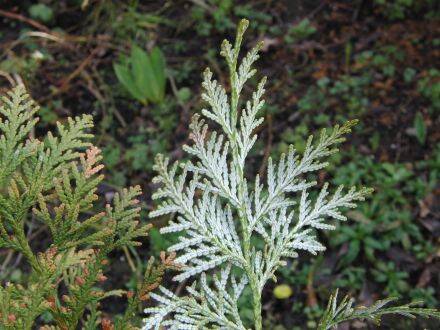 Thuja koraiensis – Koreaanse levensboom