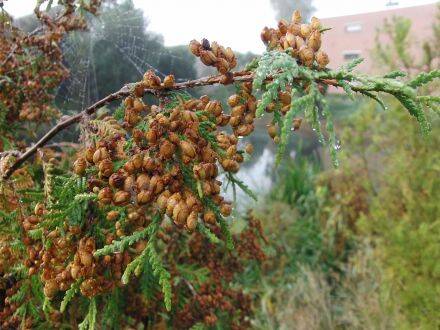 Thuja occidentalis – westerse levensboom