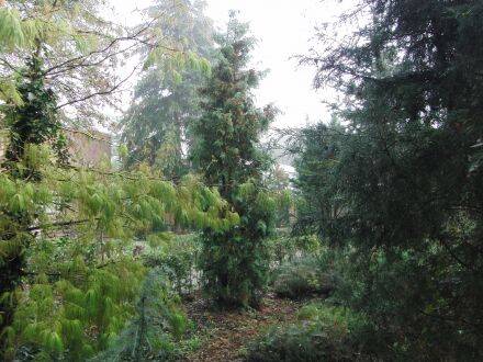 Thuja occidentalis – westerse levensboom
