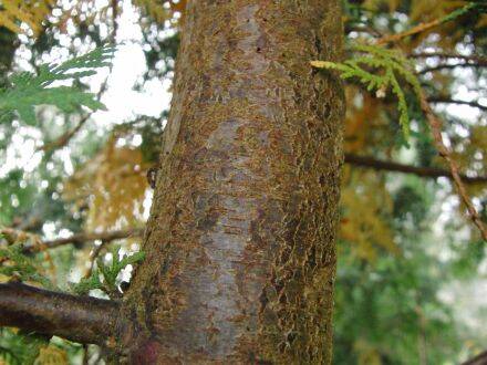 Thuja occidentalis – westerse levensboom