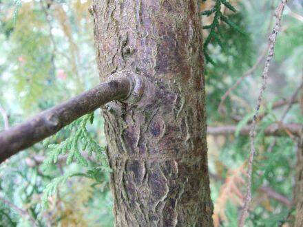Thuja occidentalis – westerse levensboom