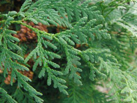 Thuja occidentalis – westerse levensboom