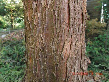 Thuja plicata – reuzenlevensboom