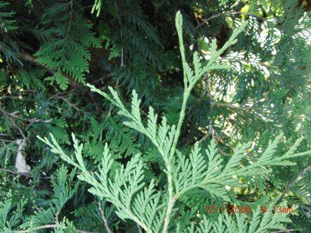 Thuja plicata – reuzenlevensboom