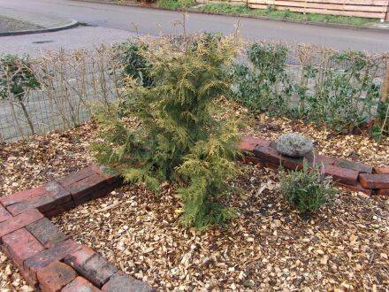 Thuja standishii 'Aurea' – gouden Japanse levensboom