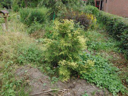 Thuja standishii 'Aurea' – gouden Japanse levensboom