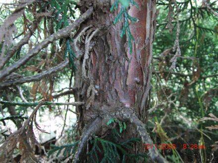 Thuja standishii 'Aurea' – gouden Japanse levensboom