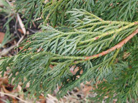 Thuja standishii 'Aurea' – gouden Japanse levensboom