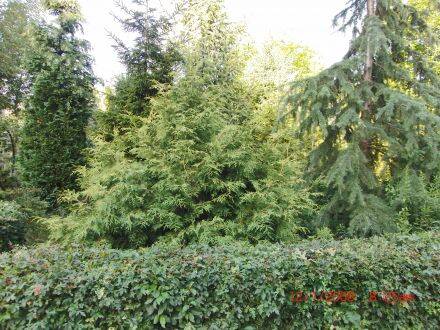 Thuja standishii 'Aurea' – gouden Japanse levensboom