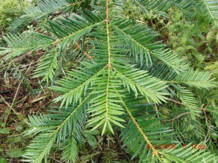 Torreya californica – Californische torreya
