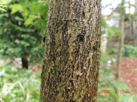 Torreya californica – Californische torreya
