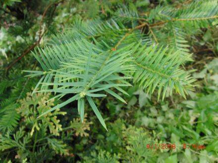 Torreya californica – Californische torreya