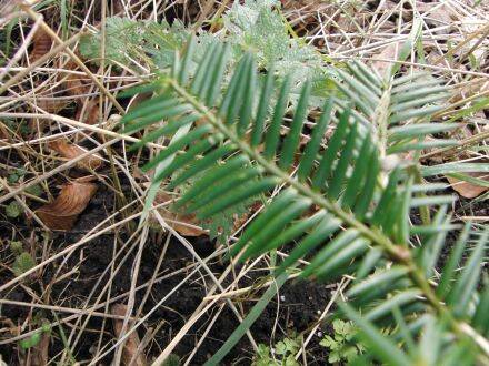 Torreya nucifera – Japanse torreya