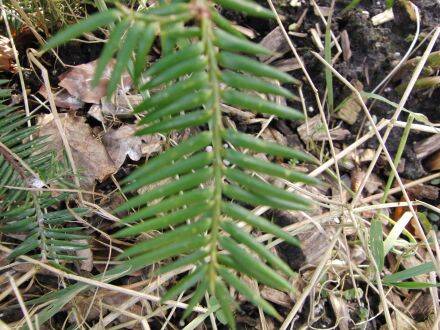 Torreya nucifera – Japanse torreya