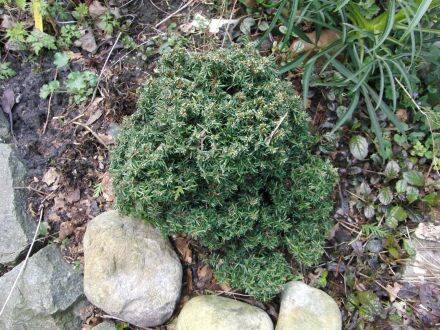 Tsuga canadensis 'Minuta' – oostelijke hemlockspar