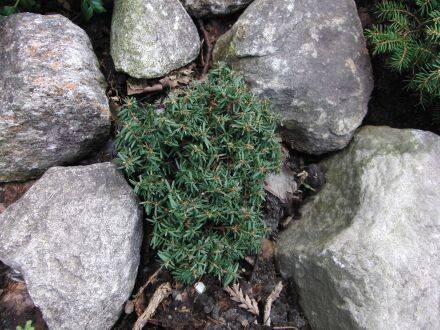 Tsuga canadensis 'Minuta' – oostelijke hemlockspar