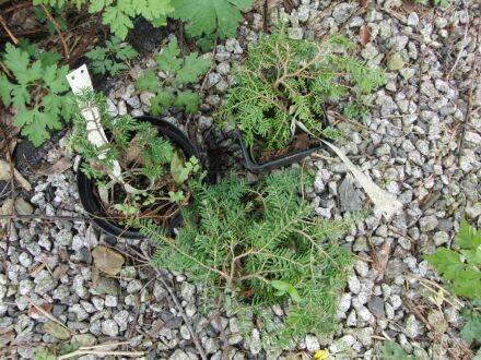 Tsuga canadensis 'Pendula' – hangende oostelijke hemlockspar