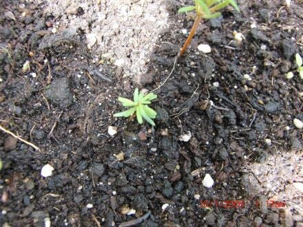 Tsuga diversifolia – Noord-Japanse hemlockspar