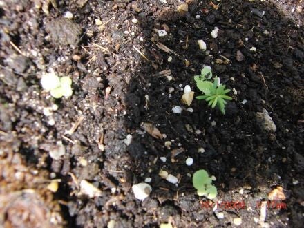Tsuga diversifolia – Noord-Japanse hemlockspar