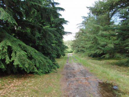 Tsuga heterophylla – westerse hemlockspar