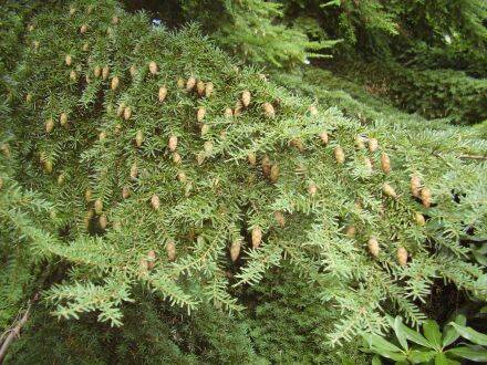 Tsuga heterophylla – westerse hemlockspar
