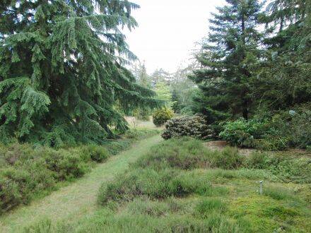 Tsuga heterophylla – westerse hemlockspar