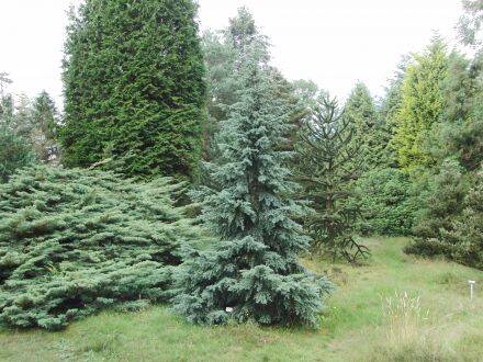 Tsuga mertensiana – berghemlockspar