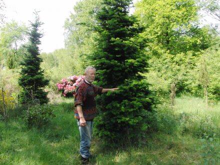 Abies sibirica – Siberische zilverspar - Wil Leber