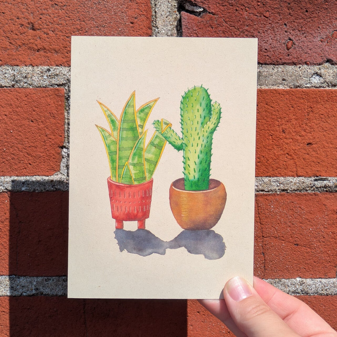 Cactussen