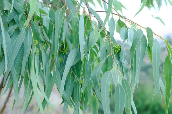 eucalyptus