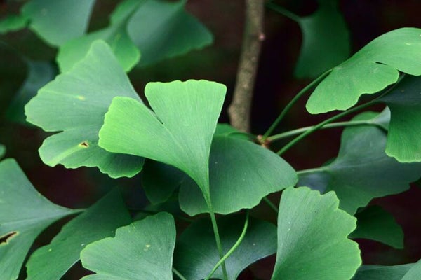 gingko biloba bio