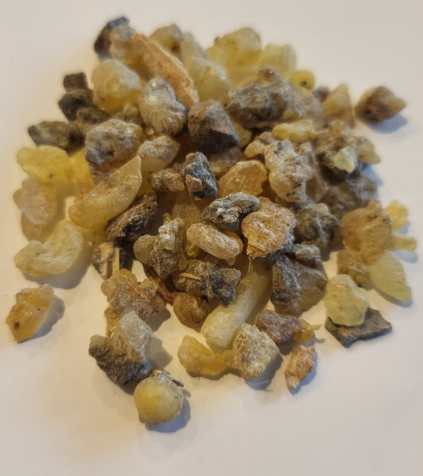 Boswelia serrata hars olibanum frankincense