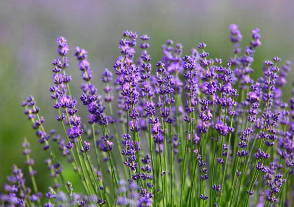 Lavendel