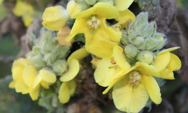 gedroogde Koningskaars - bloemen