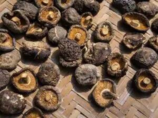 shiitake chips gefrituurd