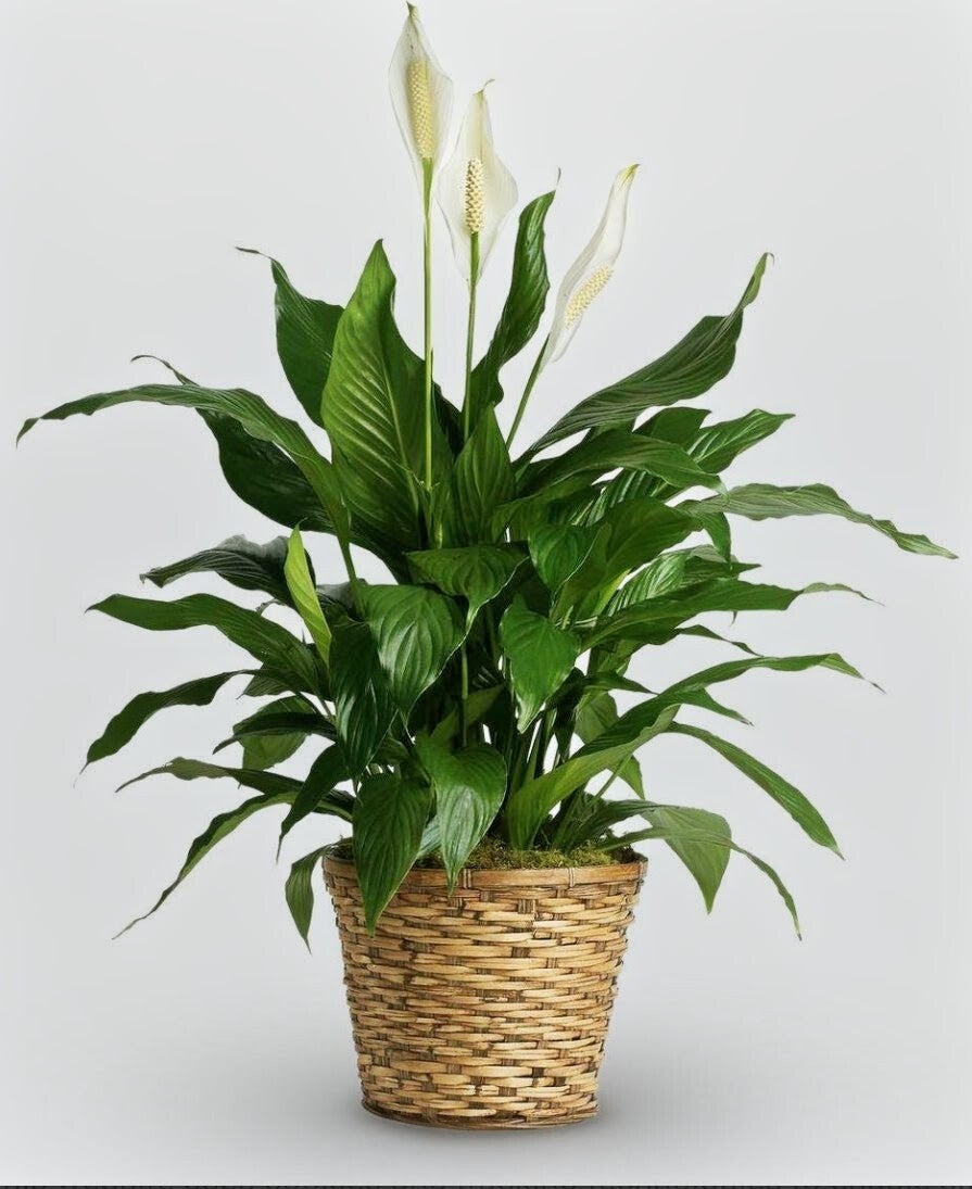 peace-lily-69-95-standard.jpg