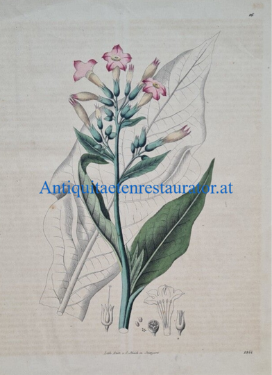 Tabakpflanze Lithographie