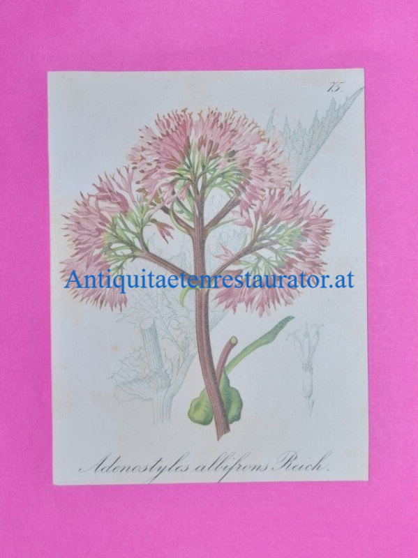 Lithographie, Adenostyles albifrons/Grauer Alpendost