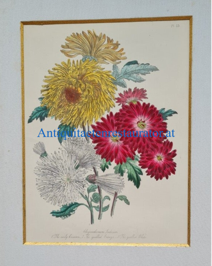 Chrysantheme  Lithographie