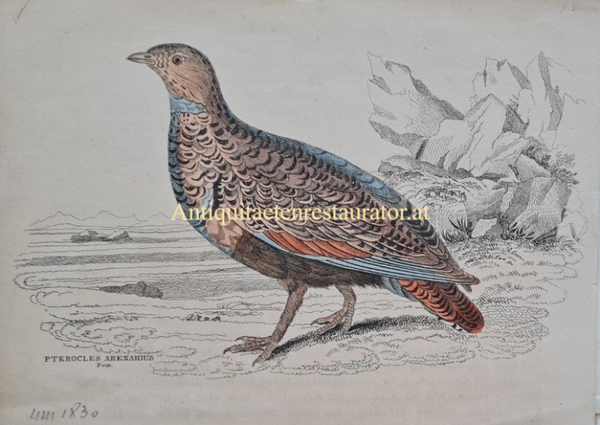 Sandflughuhn, kolr. Stahlstich