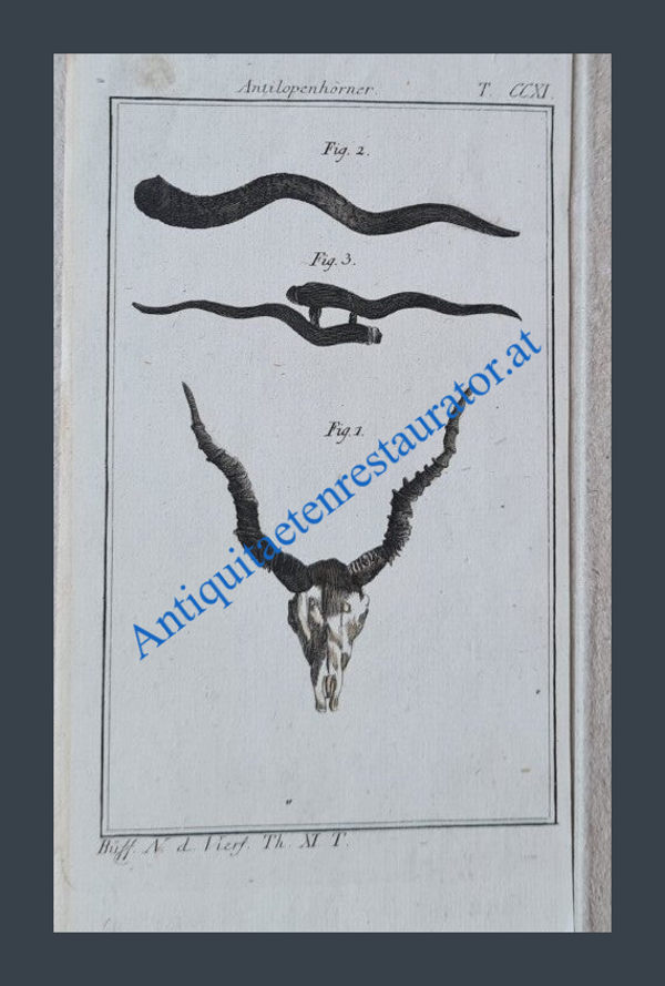 Antilopenhörner Kupferstich
