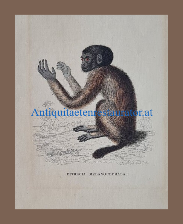 Affe, Sakis Stahlstich